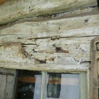 Ukázka havarijního stavu roubení v důsledku dlouhodobé absence ošetření konstrukce proti dřevokazným škůdcům.